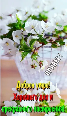 Весеннее 🌸🍃🌞🌿🌸 Утро доброе! | Доброе утро, Утренние цитаты, Смешные  открытки