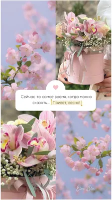 Красивые цветы и открытка с текстом ПРИВЕТ ВЕСНА на цветном фоне ::  Стоковая фотография :: Pixel-Shot Studio