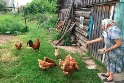 Чупакабра вновь объявилась в Выксунском районе Нижегородской области 30  июля 2021 года | Нижегородская правда