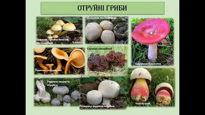 факти про гриби