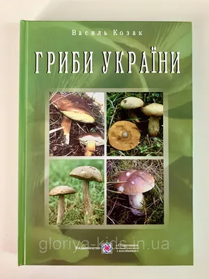 Пошук Білих Грибів в Карпатах. Як ростуть Гриби. Гриби 2020. БЕЛЫЕ ГРИБЫ!  Фото, Відео Грибів. - YouTube