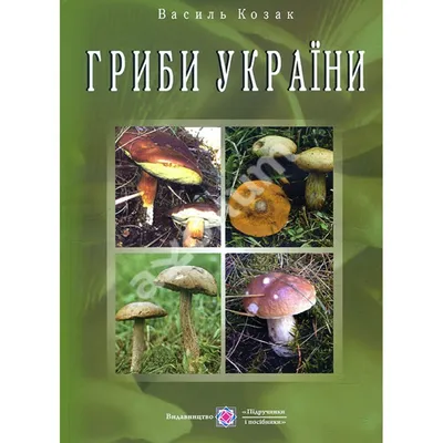 Які гриби ростуть у вересні в Україні - коли збирати опеньки, маслюки та  білі гриби