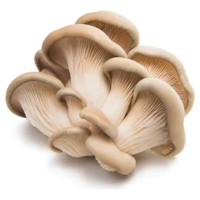 Hallucinogenic mushrooms - the effect of psilocybin on the body and  consequences | MEDLUX