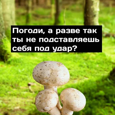 Смешные грибы (75 фото) - 75 фото