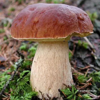 Потрогал гриб и умер: какие ядовитые грибы растут в Тульской области — ТСН  24