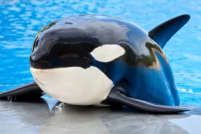 Шоу - представление касаток / SeaWorld Orlando Shamu  on Vimeo