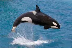 Косатка: “Убийца китов” | Интересные факты про касаток - Zoo - Планета Земля