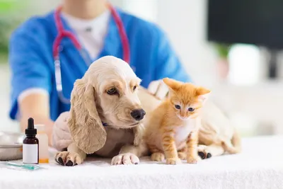 Друг" - портал для любителей домашних животных: собак, кошек и маленьких  друзей