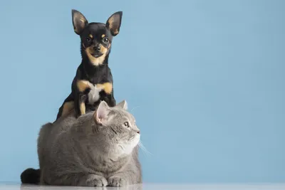 Подружить собаку и кошку реально - советы эксперта | Вслух.ru