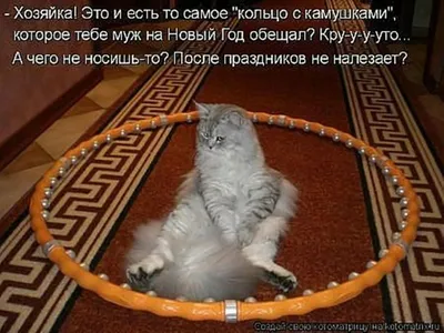 10 лучших экранных котов и кошек