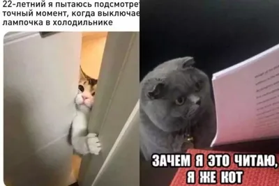 Топ-10 самых дорогих пород кошек - , Sputnik Таджикистан