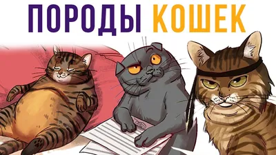 Любит ли меня моя кошка? Учимся понимать питомцев | Про Кошек | Дзен