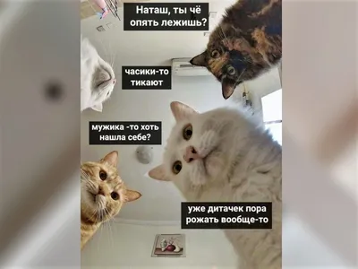 Откуда взялись "Наташины котики". 10 известных и смешных мемов с ними😸 |  Котоварня | Мир Зоопсихолога | Дзен