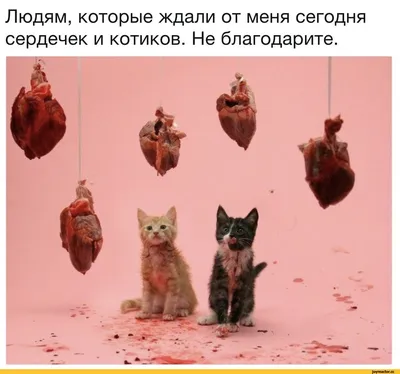 Особый рацион для кастрованих котиков 🐱🐾 | СТЕМАР Новости