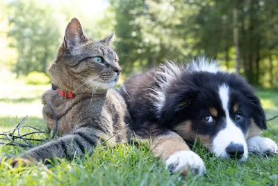 Различия между собаками и кошками