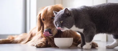 Можно ли кормить кошку или собаку сырыми продуктами или едой | BOWL WOW