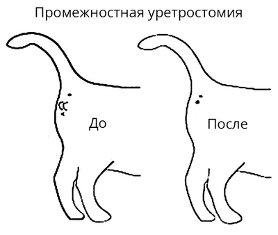 Анапа - город котов?