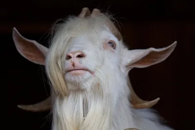 Красивая девушка белая коза между …» — создано в Шедевруме