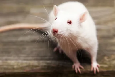 Биологи месяц щекотали крыс ради науки - Газета.Ru | Новости