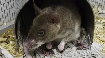 Клетки для домашних крыс: как выбрать и обустроить