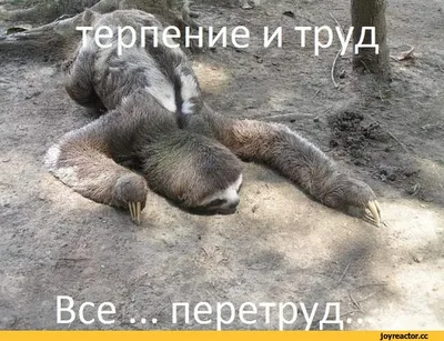 Новый мем от меня..... Мда.... Не аините меня за такое мне лень делать мемы  | Мемы Amino Amino