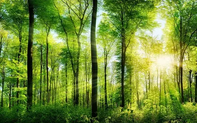 Картина Картина маслом "Осенний лес в лучах солнца" 50x60 AR190706 купить в  Москве