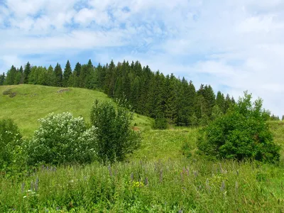 Картинки пейзажи природы лето (69 фото) » Картинки и статусы про окружающий  мир вокруг