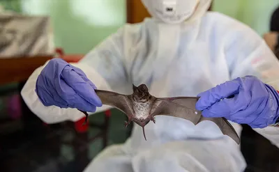 У летучих мышей в России обнаружили коронавирусы - РИА Новости, 