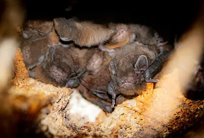 Исследователь летучих мышей Олег Шапкин: «Летучие мыши могут жить больше 40  лет»