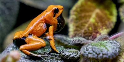 Пара фигурок лягушек из смолы, Уличные декоративные скульптуры, парные  лягушки | AliExpress