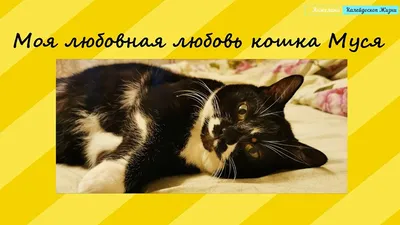 Картины: "Любовь кошек" картина маслом на холсте купить в интернет-магазине  Ярмарка Мастеров по цене 40000 ₽ – QD0P4BY | Картины, Кисловодск - доставка  по России