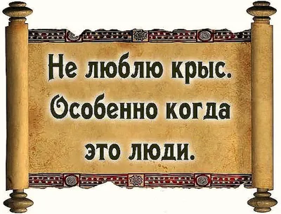 Не люблю крыс. Особенно когда это люди. | Тряхни Нормальность | ВКонтакте