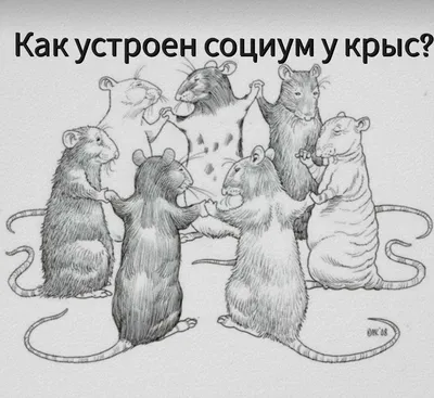 Психологи объяснили, почему люди боятся крыс - РИА Новости, 