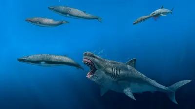 Мегалодон – Carcharodon megalodon – Рыбы – Динозавры