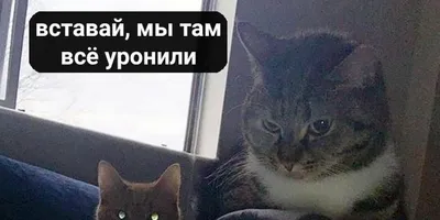 Мем Наташа И Коты. Паблик (@natasha_i_koty) • Instagram photos and videos