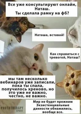 Самое смешное про котиков и Наташу из соцсетей