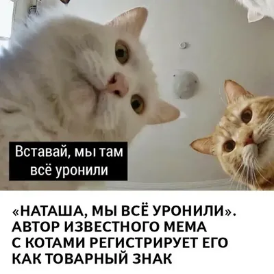 Наташ, вставай, мы всё уронили»: откуда взялись мемы про Наташу и котов,  которые теперь буквально в