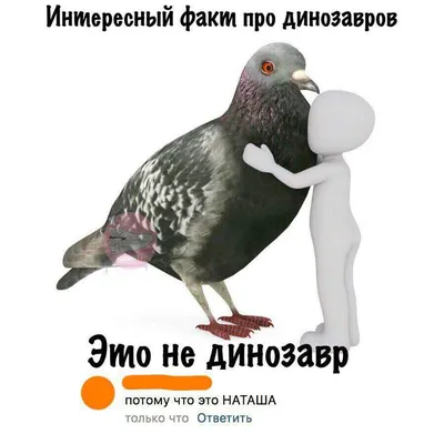 Наташ, ты спишь? Мы все уронили»: как коты в мем-культуре трактуют события  весны 2020-го | 