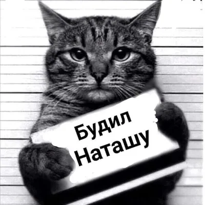 Немного про Наташу и котов | GibCat | Мемозг