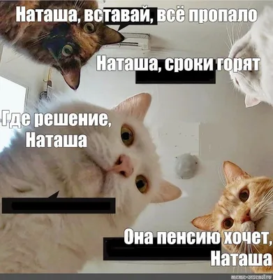 Наташа, вставай!». Песня про котов, которые всё уронили, стала вирусной -  