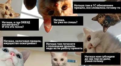 Самое смешное про котиков и Наташу из соцсетей