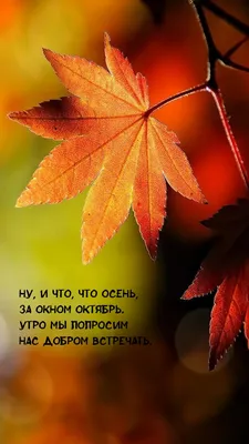 Надпись "Уютная осень" с осенними предметами и листвой в плоском стиле -  Ozero - российский фотосток