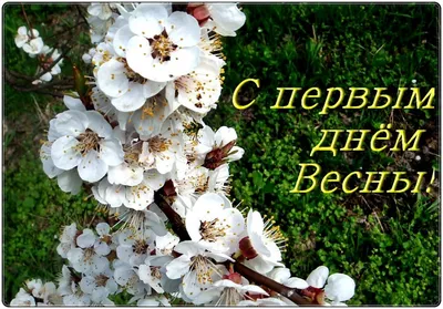 Открытки Первый день весны