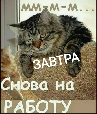 Ежедневник "Скорей бы понедельник и снова на работу", твёрдая обложка, А5,  80 листов голубого цвета - СМЛ0001814816 - оптом купить в Москве по  недорогой цене в интернет-магазине Стартекс