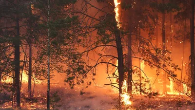 Спасатели рассказали, что делать при пожаре в лесу - Безопасность