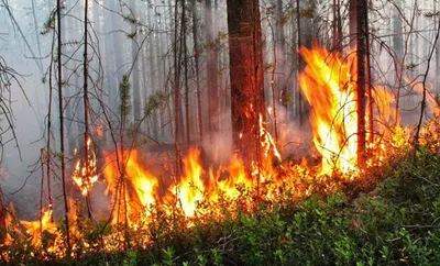 Этот огонь с нами надолго: пять мифов о лесных пожарах - BBC News Русская  служба