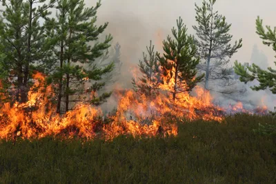 Пожарные призывают к повышенной осторожности в лесу / Статья