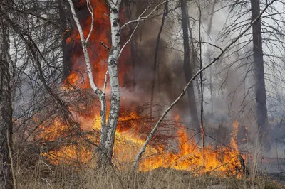 Лесные пожары могут приносить пользу