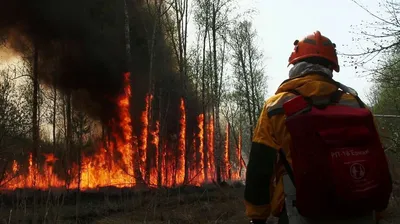 Пожар в лесу в Геленджике : причины возгорания, фото и видео  с мечта ЧП - 