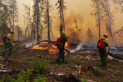 Лесные пожары в майские праздники: как предотвратить их возникновение